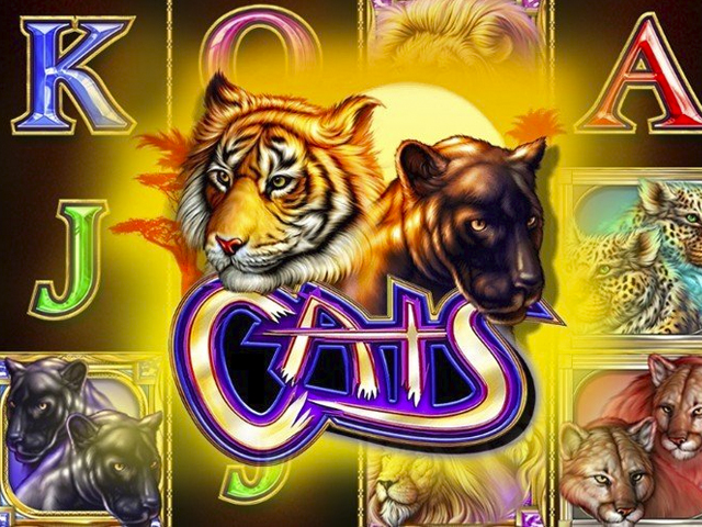 Cats